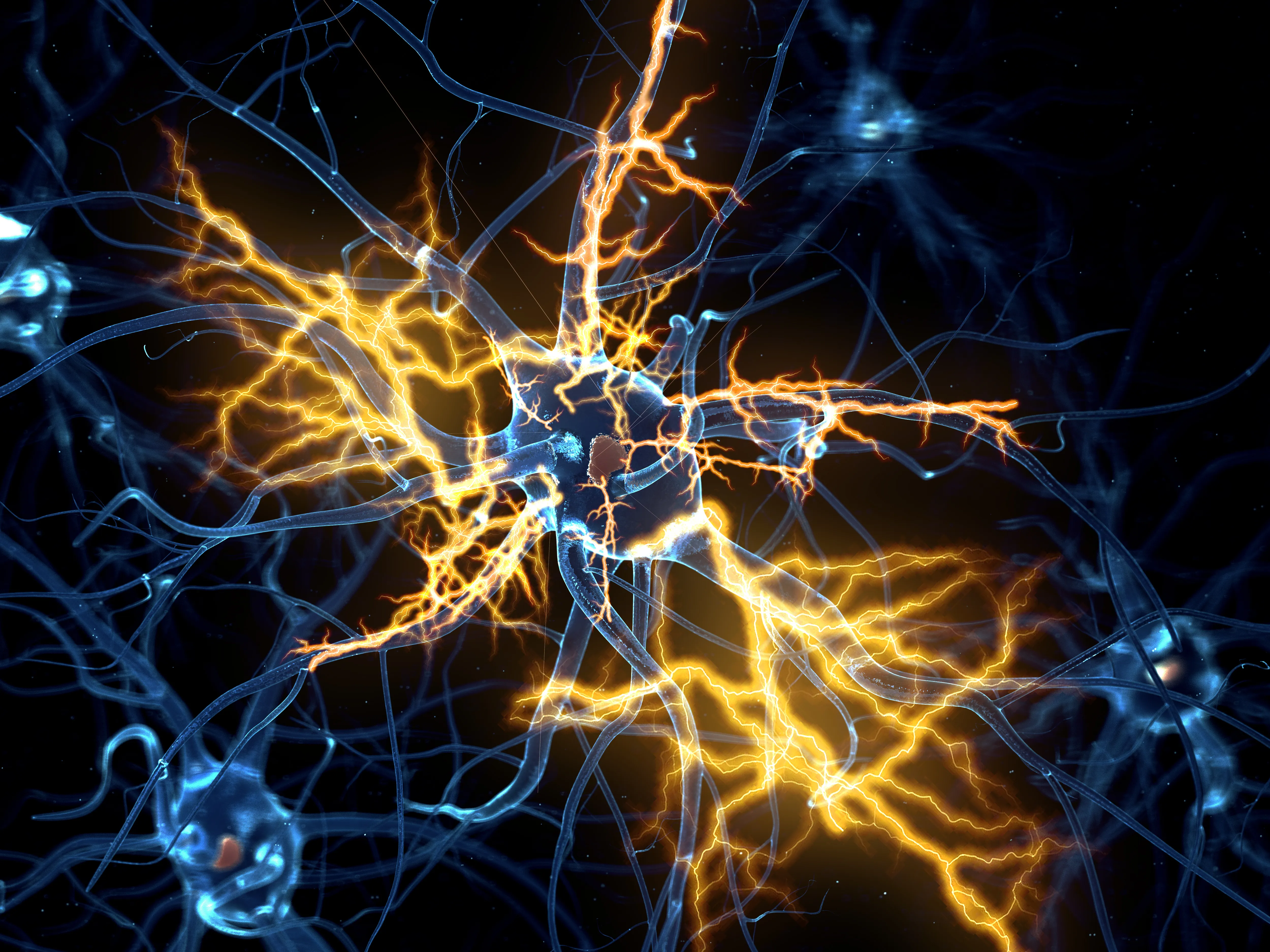 Nerves